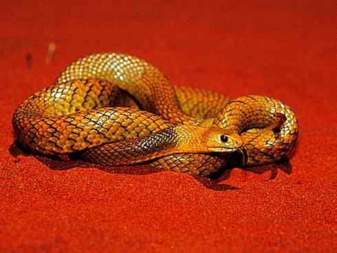 龙：传说的兽原型探秘（澳洲眼睛蛇类）