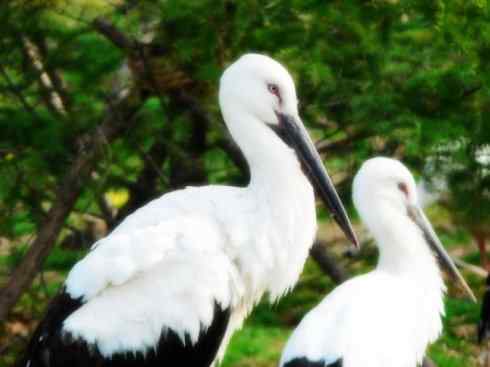 另类鸟类建筑师之一（白鹳、秃鹳）