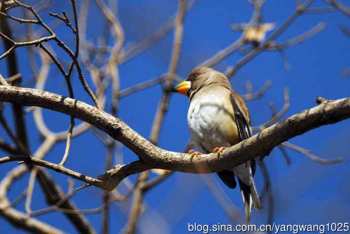 黑尾蜡嘴雀 wbr2