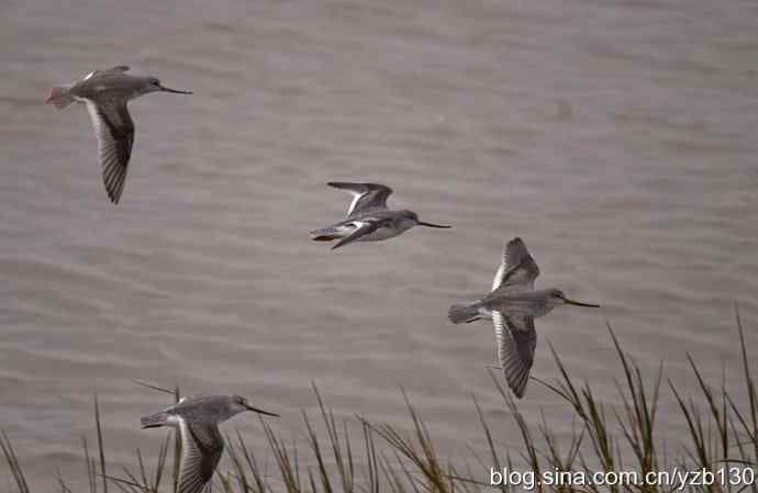 翘嘴鹬飞经小洋口（组图，10张图片）