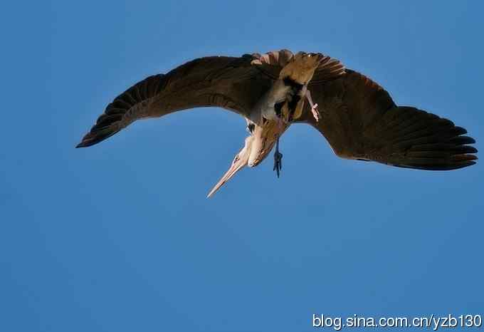 翠湖繁殖羽（组图，12张图片）