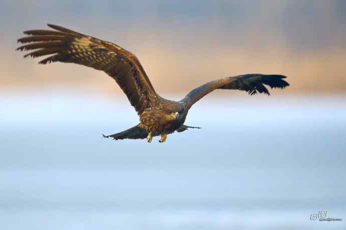 对黑耳鸢K07-012837的12次记录 对黑耳鸢K07-012837的12次记录