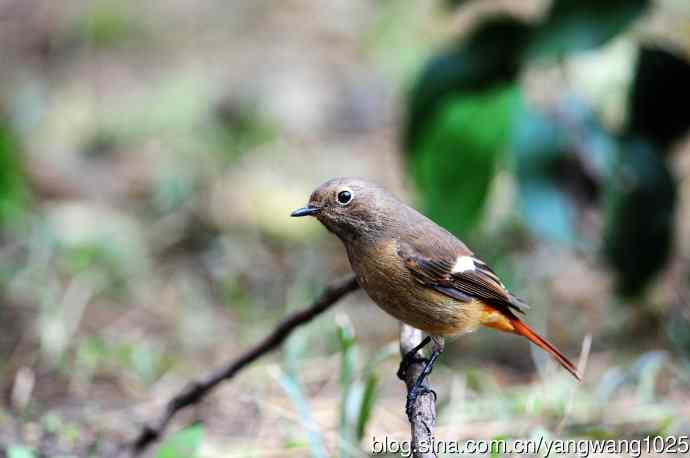 雌性北红尾鸲(10) 雌性北红尾鸲(10)