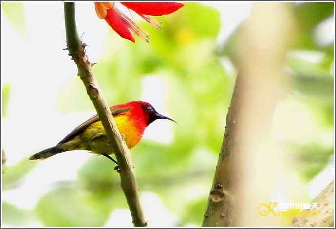 成都来了鈥溙裟疋潯菊掌