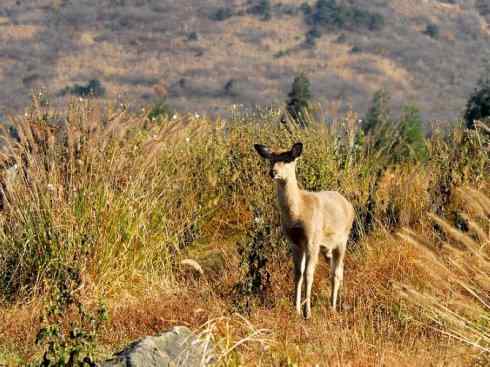 麒麟：传说的兽原型探秘（梅花鹿）