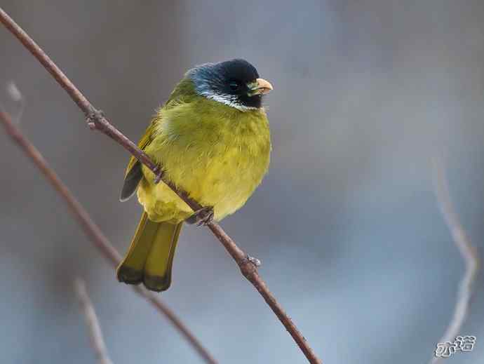 陕西洋县&nbsp;wbr路&nbsp;wbr领雀嘴鹎