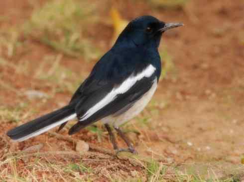 雀鸟也彪悍：谁怕谁（鹊鸲）