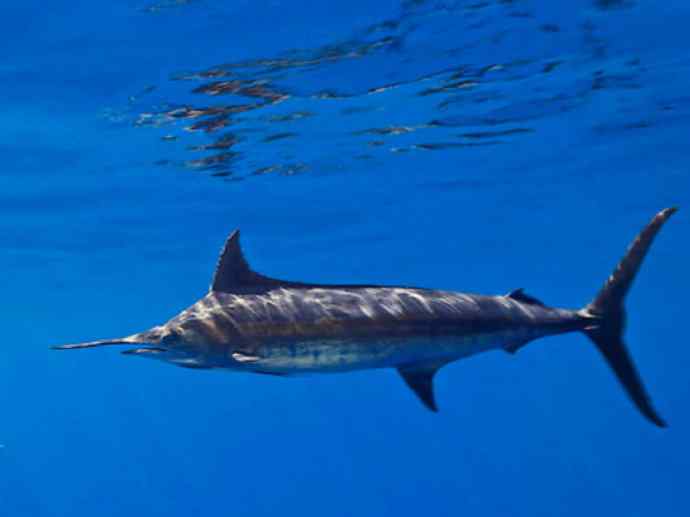 鱼类活化石：帆蜥鱼