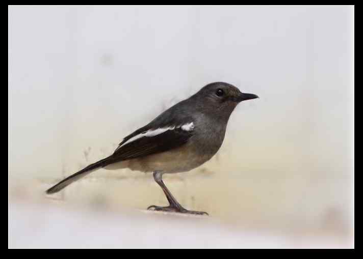 武汉观鸟会初级观鸟讲座[第10课]——冬季观鸟