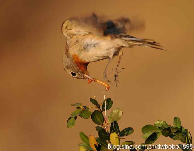 红胸姬鹟温暖的冬日