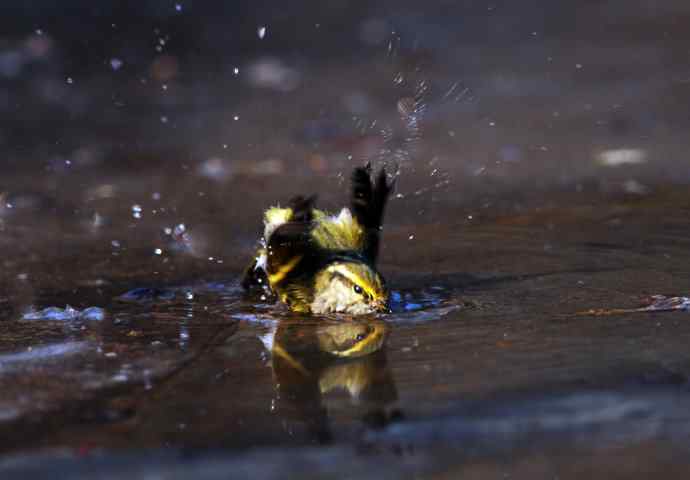 北京天坛公园的鸟类——酣畅淋漓腊月澡（柳莺）