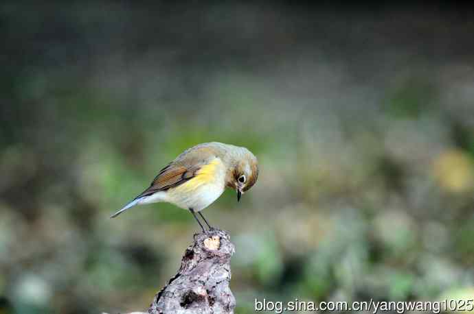 雌性红胁蓝尾鸲（49）