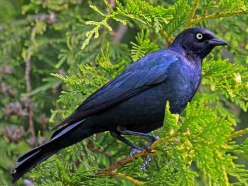 雀鸟也彪悍:小鸟也疯狂(红翅黑鹂) 雀鸟也彪悍:小鸟也疯狂(红翅黑鹂——拟鹂科的战斗种族)