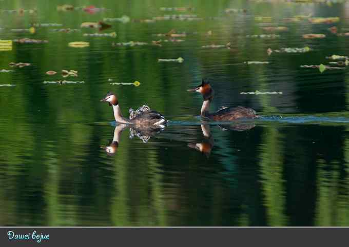 绿意倒映中的pt家园
