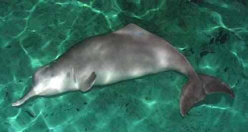 中国十种最最珍稀、濒危、特有的野生动物