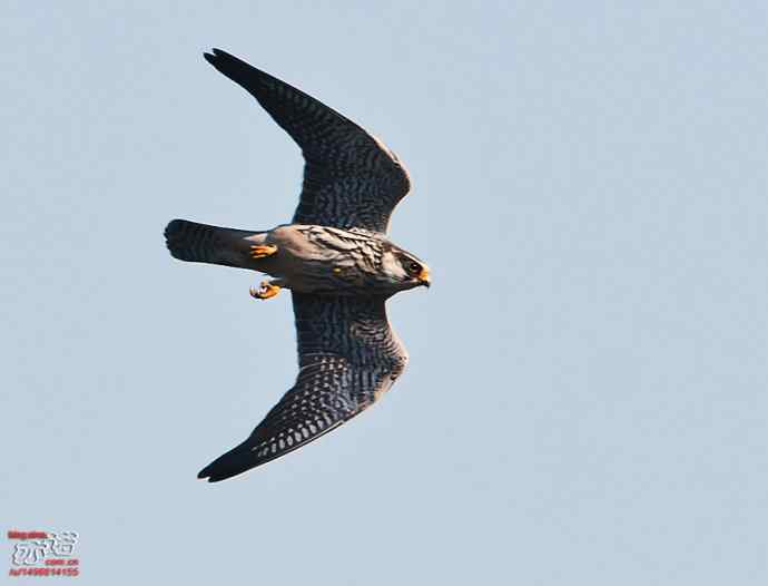 北京西山&nbsp;wbr路&nbsp;wbr金秋观猛