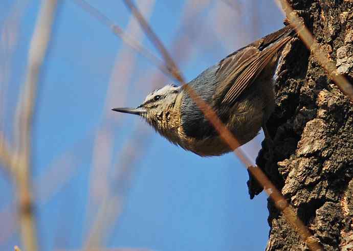 北京植物园赏鸟（五），黑头（组图）
