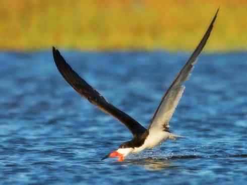 猎奇：奇特的鸟喙之二