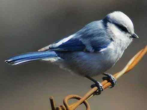 白头鸟系列:另类的美丽6 白头鸟系列:另类的美丽6