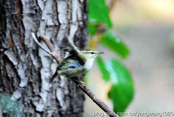 黄眉柳莺（15）