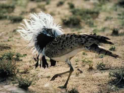 鸟类之最：灰颈鹭鸨