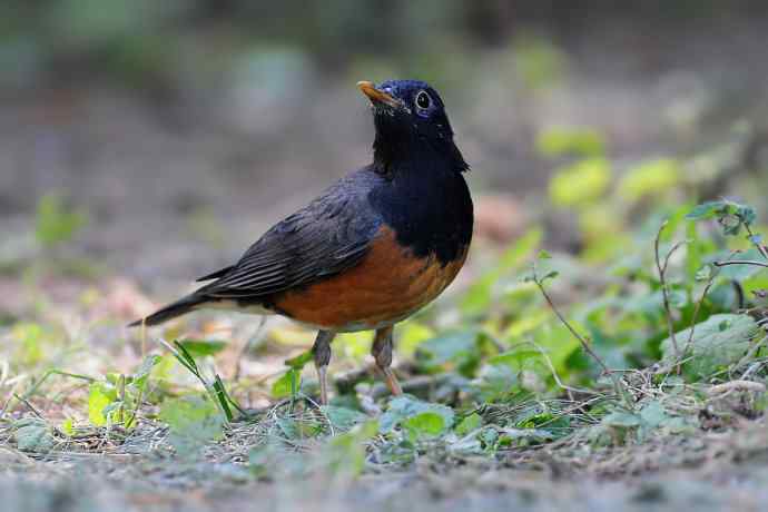 【新鸟】黑胸鸫和乌灰鸫