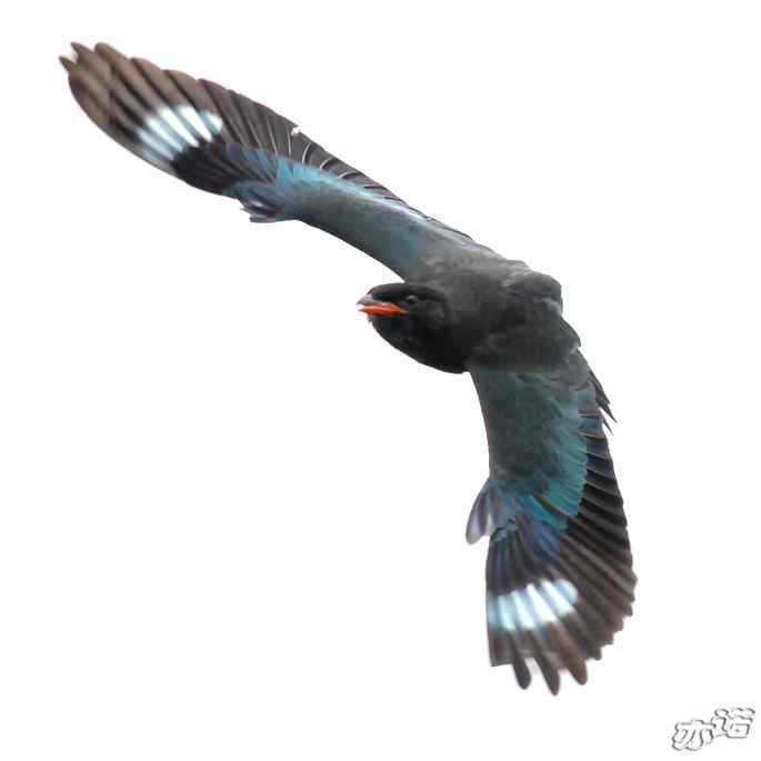 圆明园&nbsp;wbr路&nbsp;wbr三宝鸟（清晰、飞行版）