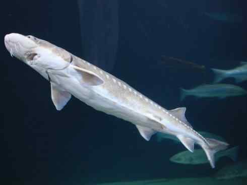 鱼类活化石：中华鲟