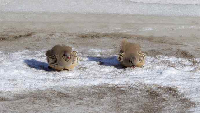 涧底有鸡鸣 wbr石上意踟躇