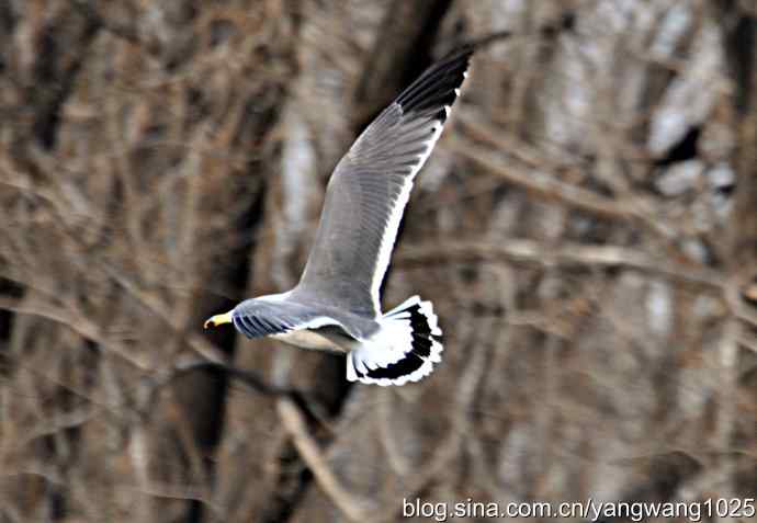 北京动物园的鸟类——飞（海鸥）7