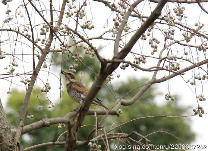 151.圣诞节送上12月份拍新鸟 151.圣诞节送上12月份拍新鸟