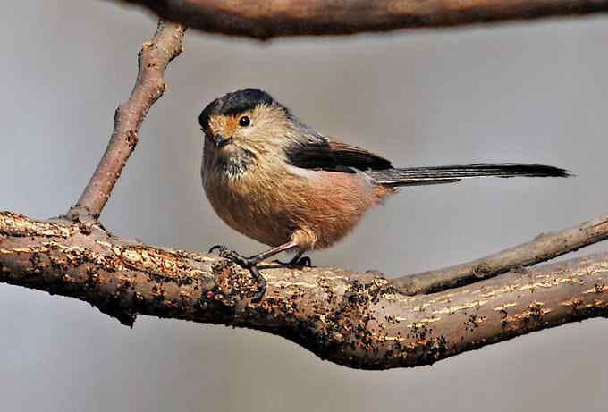 北京植物园赏鸟（四），银喉长尾山雀（组图）