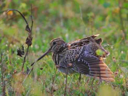 鸟类之最：斑腹沙锥