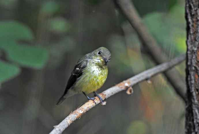 北京天坛公园的鸟类——雌性白眉姬鹟（5）