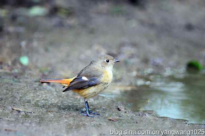 雌性北红尾鸲（9）