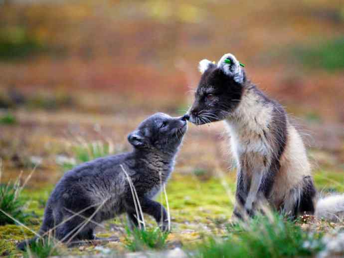 犬科：狐亚科之北极狐（雪鸮、雷鸟）