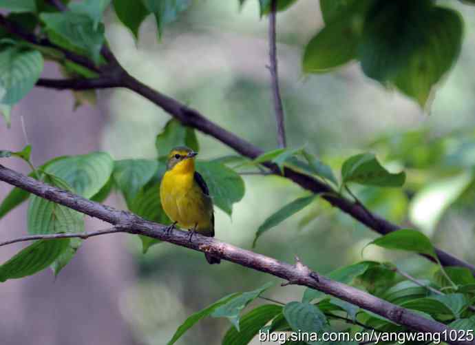 拍照与写博（绿背姬鶲篇）