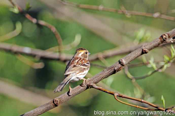 雌性黄喉鹀(14) 雌性黄喉鹀(14)