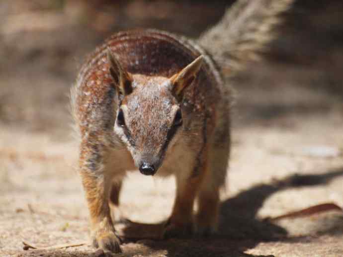 盘点十二大著名食蚁动物：袋食蚁兽