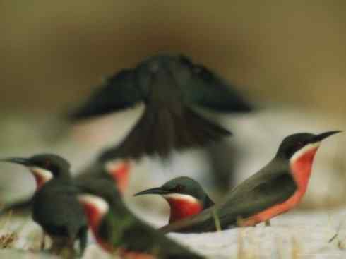 绝色攀禽：佛法僧目之蜂虎4