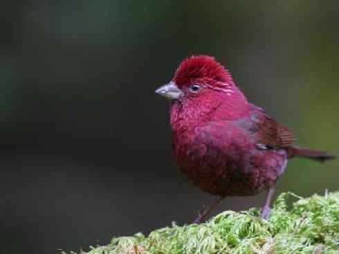 极品红色鸟类：酒红朱雀
