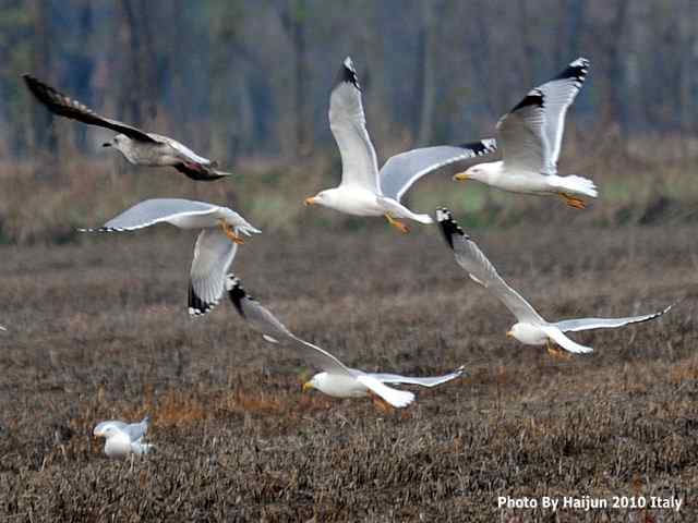 【亚平宁半岛之旅 wbr. wbr疑似洋家雀】