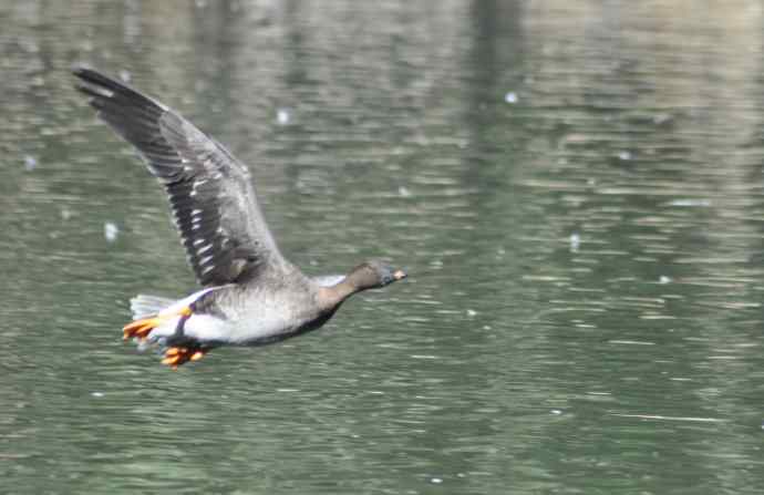 八月十六（杂片）