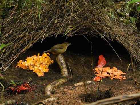 十大鸟类建筑师之三（柳莺、犀鸟）