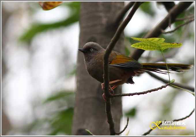 噪鹛系列之二：橙翅噪鹛【照片】