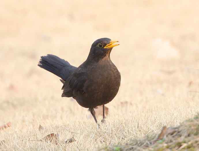瑞典国鸟--乌鸫