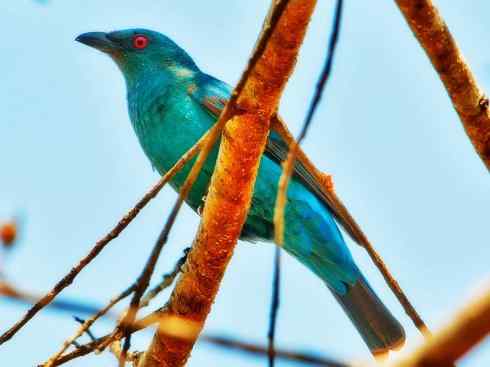 美丽无罪：雀鸟之叶鹎