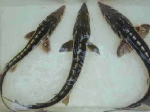 鱼类活化石：中华鲟