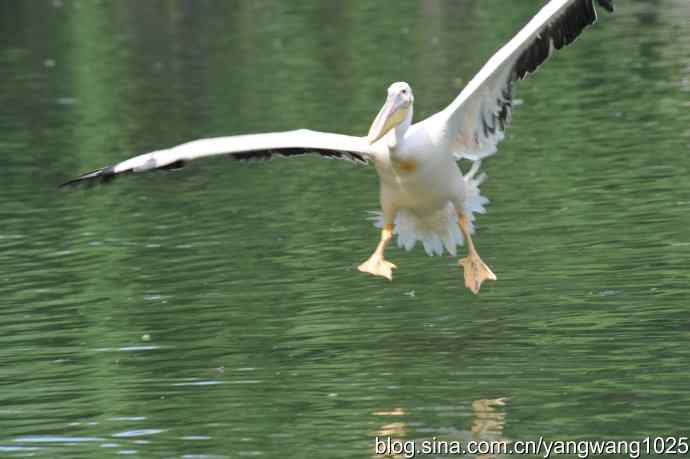 明星（鹈鹕大白）