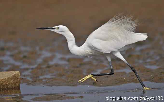 白鹭的三大步伐（组图）